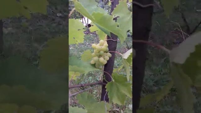 Первый урожай. Сорта винограда под сомнением Викинг, Аркадия, смотреть онлайн