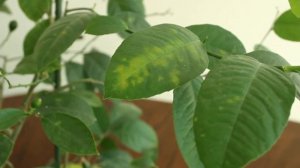 Заболел лимон, прошу помочь определить болезнь.