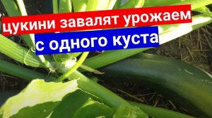 Эти цукини сажаю дважды за сезон - безумно вкусные кабачки.