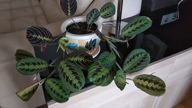 МАРАНТА в Июне... смотреть онлайн