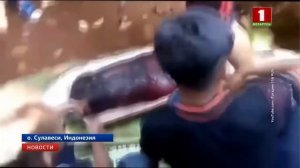 Гигантский питон целиком проглотил женщину в Индонезии: видео