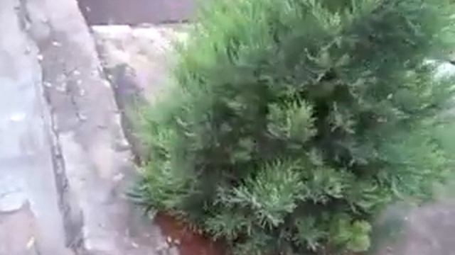 Секвойядендрон кедр метасеквойя на июль 2021 Херсонская область смотреть онлайн