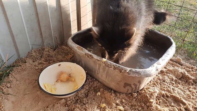 Енот полоскун полоскаем все и сразу смотреть онлайн