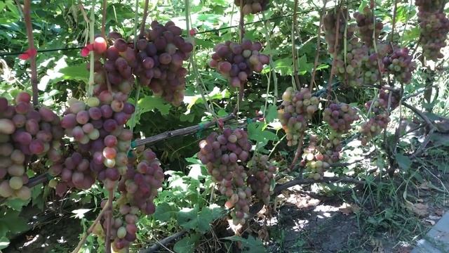 Осенние сорта винограда.Часть коллекции. смотреть онлайн