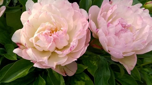 Пион Petite elegance. смотреть онлайн