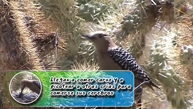 carpintero gila: El ave zombie - documental de animales salvajes смотреть онлайн