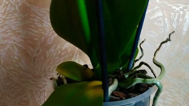 Phal. Bronze Buddha. Мой новый фаленопсис Бронзовый Будда. #phalaenopsis #orchids #орхидеидома