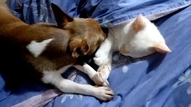 Лакки любит Сэмика/Дневной сон?❤️? смотреть онлайн