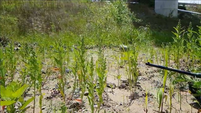 RC TANK 1/16 Heng Long 3889-1 Leopard 2A6 Metal Track Mud смотреть онлайн