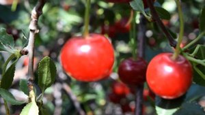 Вишня Любская