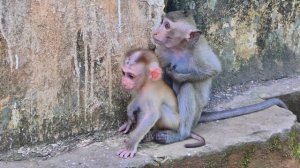 Update ! mom Luna trying comfort Lucie finding foods fulfill herself after scheduled milk #Eps91