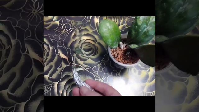 Новинки хойки. смотреть онлайн