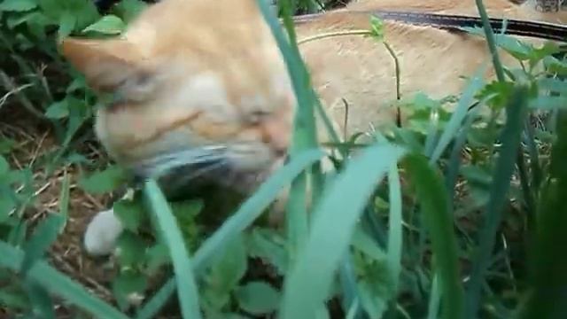 Рыжая змея Высшее качество больше смотреть онлайн