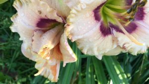 Лучшие белые лилейники для сада сорт RODELINDA Maryott 2008