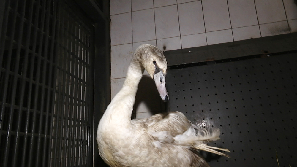 В Удмуртии местные жители спасли птенца лебедя / События на ТВЦ