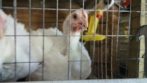 Бройлеры в жару, посильная борьба с жарой, охлаждение