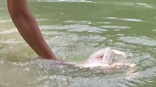 Found and Catch chicken for food in forest - Chicken soup delicious for dinner, Survival cooking смотреть онлайн