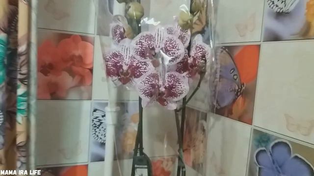 VLOG ДРАНИКИ || ЦВЕТЫ НА ДЕНЬ УЧИТЕЛЯ || ГУЛЯЕМ С ДОЧЕЙ ПОД ГРОЗУ смотреть онлайн