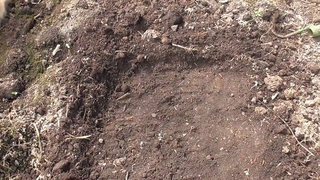 ПОСЕВ ТОМАТОВ СРАЗУ В ГРУНТ. Ольга Чернова.