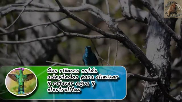 colibrí oreja violeta: La pequeña ave de las flores - documental de animales salvajes смотреть онлайн