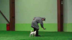 Заглубоцкий Артем Валерьевич ЗЕВС Джек Рассел терьер Прогресс-Фристайл