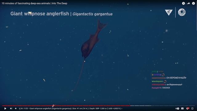 Олёша удивляется глубоководным животным 10 минут (ладно чуть больше) смотреть онлайн