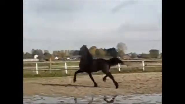 ШИКАРНЫЙ ФРИЗСКИЙ ЖЕРЕБЕЦ 4 года. Импорт Голландия смотреть онлайн