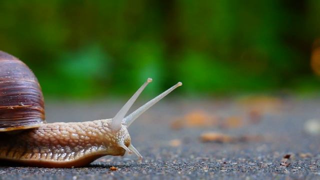 Целеустремленность смотреть онлайн