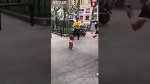 Собака которая ходит на двух ногах