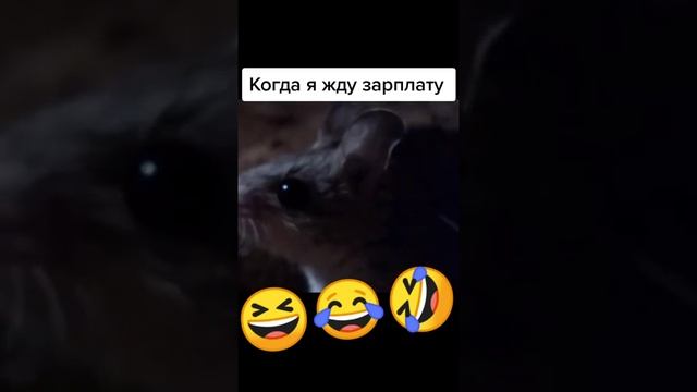 приколы-лучшие-приколылучшие-приколы-202_10.mp4
