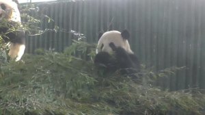 Зоопарк Китая: Панды, Киски и селфи с Зеброй.