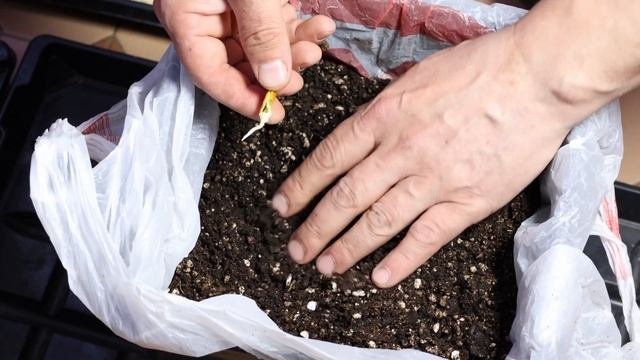 как прорастить семена гигантской тыквы атлантический гигант