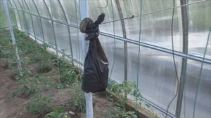 Как ферментировать чай из листьев черной смородины