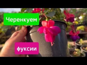 Черенкуем фуксии 15 августа 2024 г.