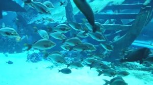 ?Рыбки музыка для сна.Music for relaxation. For meditation, soul, body, sleep and yoga.