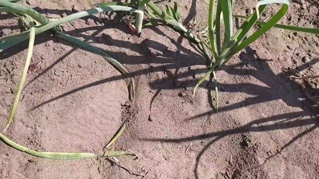 Когда убирать лук? Harvesting Winter ONION. When Harvest Onions?