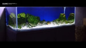 Моллинезия Велифера и Латипинна. Содержание, разведение, кормление