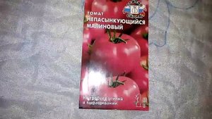 Ознакомление с томатом непасынкующийся малиновый