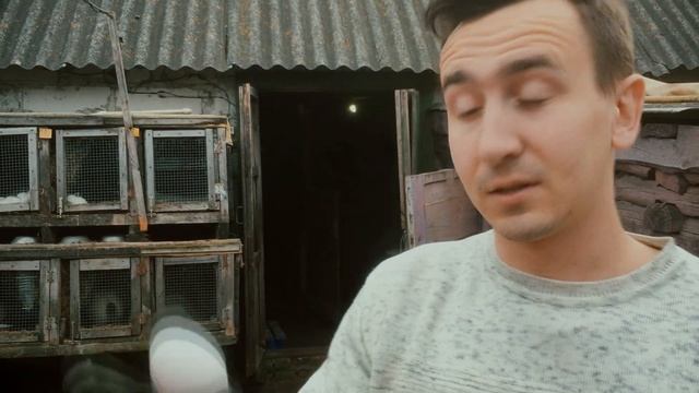 ПЕРВЫЕ ЯЙЦА кур породы ЛЕГГОРН | Дневник Кроликовода №59 ? | Арболитич
