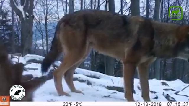 #7 Стаю волков засняла фотоловушка смотреть онлайн