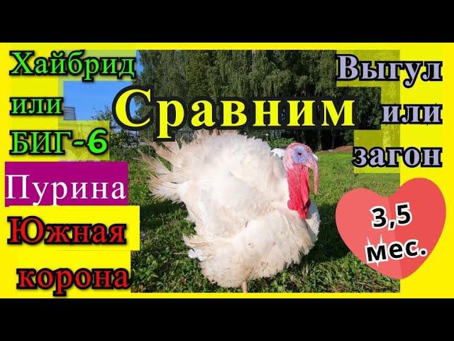 Индейка 14 недель. Хайбрид-Конвертер и БИГ - 6. Южная корона и Пурина. Веса и выгульное содержание