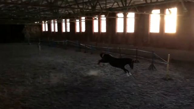 Александрийский конный завод 174 смотреть онлайн