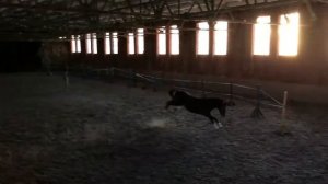Александрийский конный завод 174