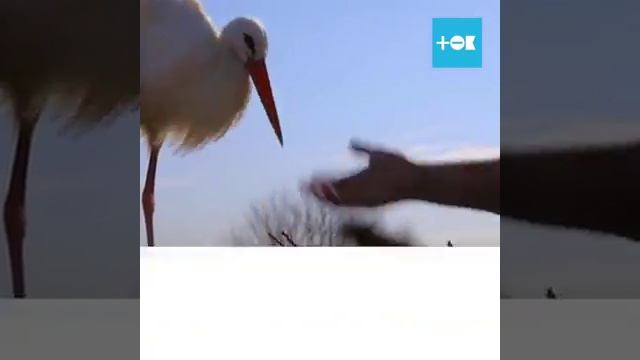 Аисты. 26 лет вместе смотреть онлайн