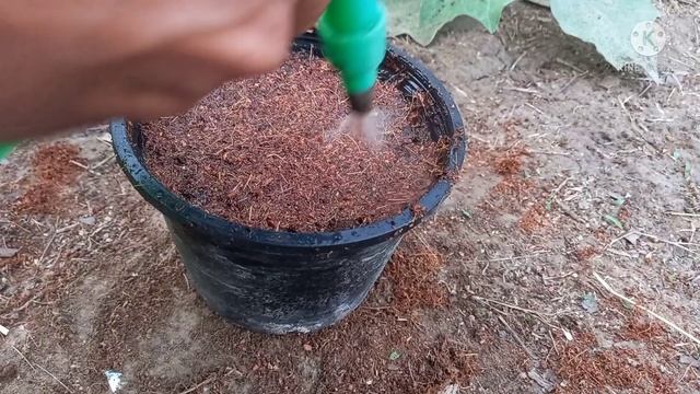 Grow Sweet Williams From Seed In Pakistan | Dianthus Barbatus Flower | Rare Garden | Urdu/हिंदी | смотреть онлайн