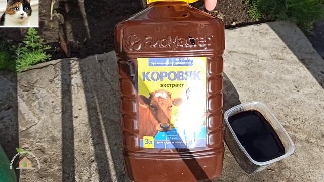 Корневая подкормка огурцов в открытом грунте коровяком для большого урожая