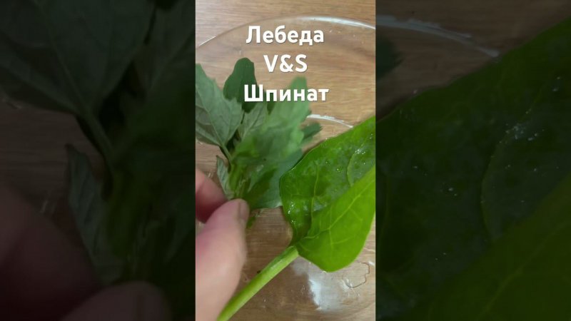 Лебеда v&s шпинат : что круче? #здоровыйобразжизни #травы #лебеда #шпинат