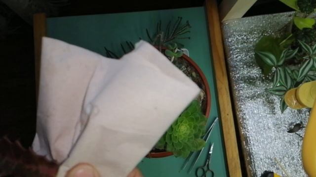 Мои комнатные цветы. Продолжаю обрезать мои суккулентные садики.☺️ смотреть онлайн