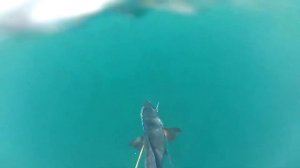 Подводная охота на Шри Ланке . 23.02 Unavatuna.