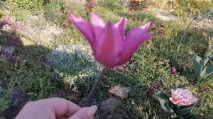 Тюльпаны в моём саду, много сортов, сравниваем пересорты !